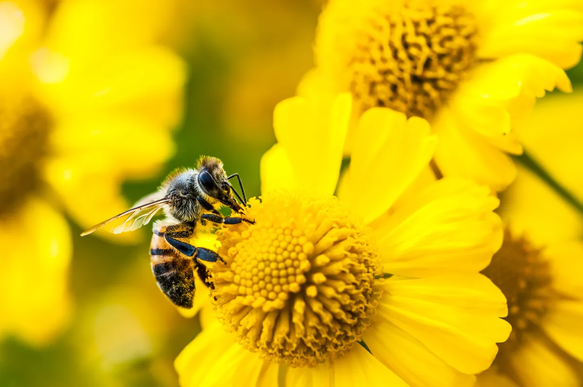 Amazon launches two AI wearables, the $75 Bee Frontier wristband and $100 Bee Eclipse magnetic phone-attachment recorder, with a $12/month Bee Pro subscription