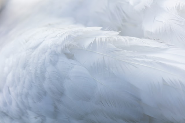 Feathery, which develops an AI operating and decisioning system for financial services, raised $30M in total funding, including a recently completed Series A
