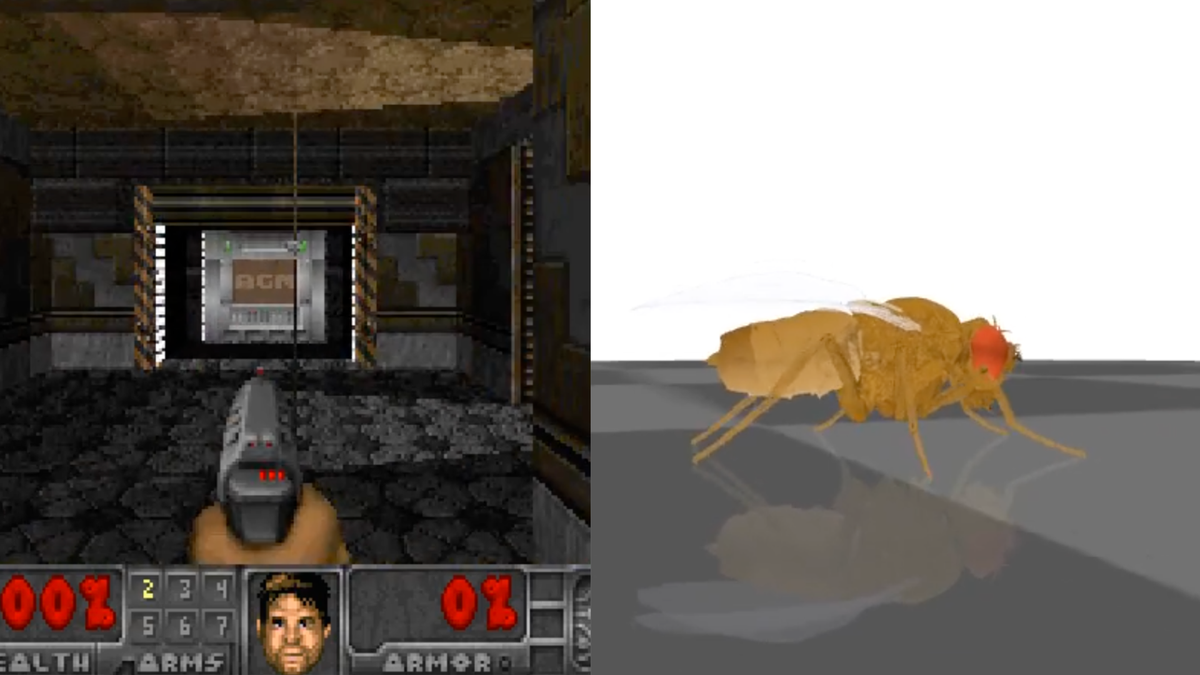 Google researchers help develop the first complete digital map of an adult male fruit fly's brain, which modders programmed to play Doom, trade BTC, and more